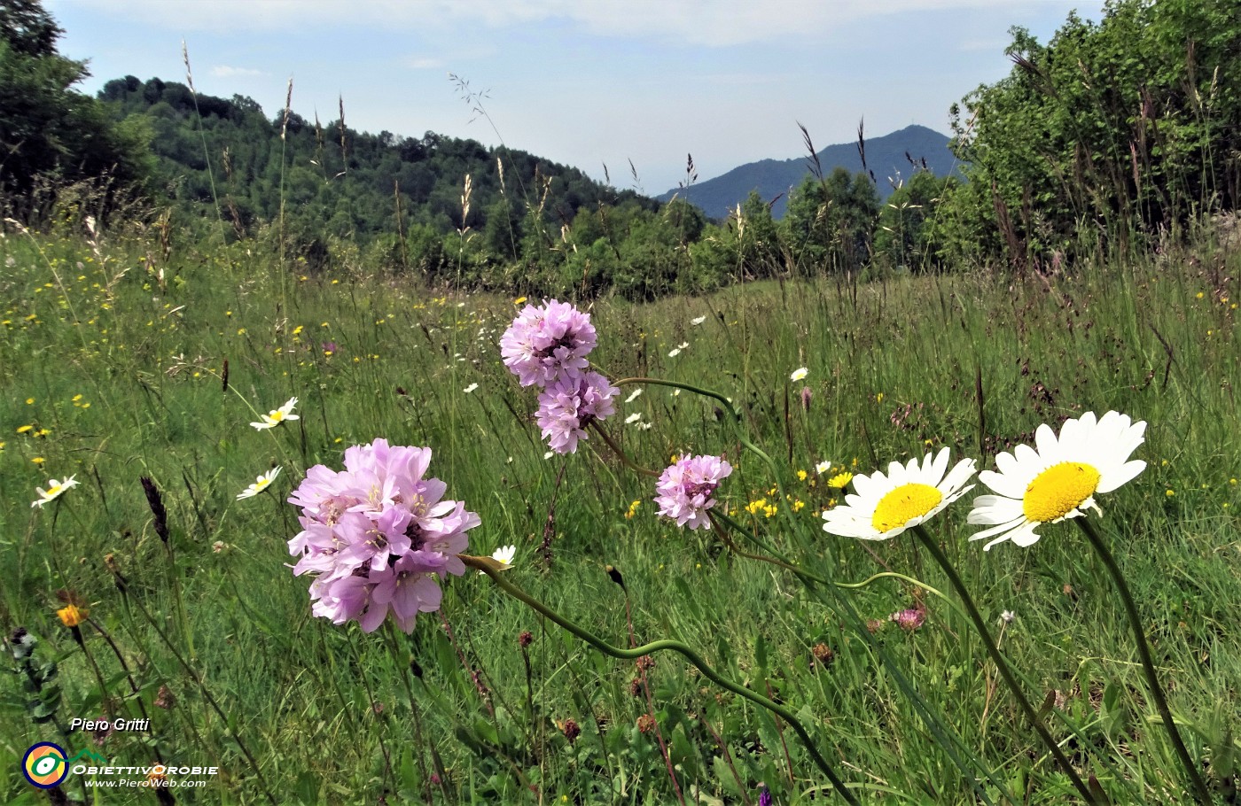 34 Spillone alpino (Armeria alpina) con margherite nei prati della Stalla Fopp .JPG -                                